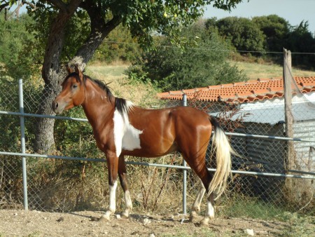 ΕΠΙΒΗΤΟΡΑΣ ΑΡΑΒΟΠΙΝΤΟ (ΕΠΩΛΗΘΗ).jpg